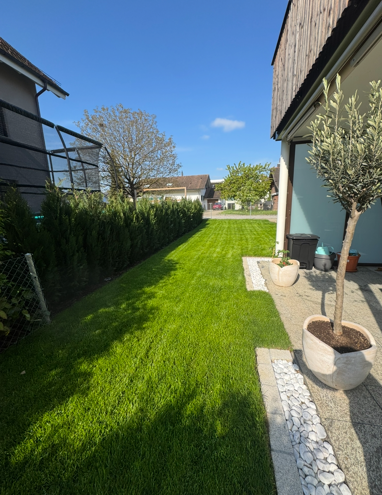 Gepflegter Rasenstreifen entlang einer Hecke mit Olivenbaum auf der Terrasse